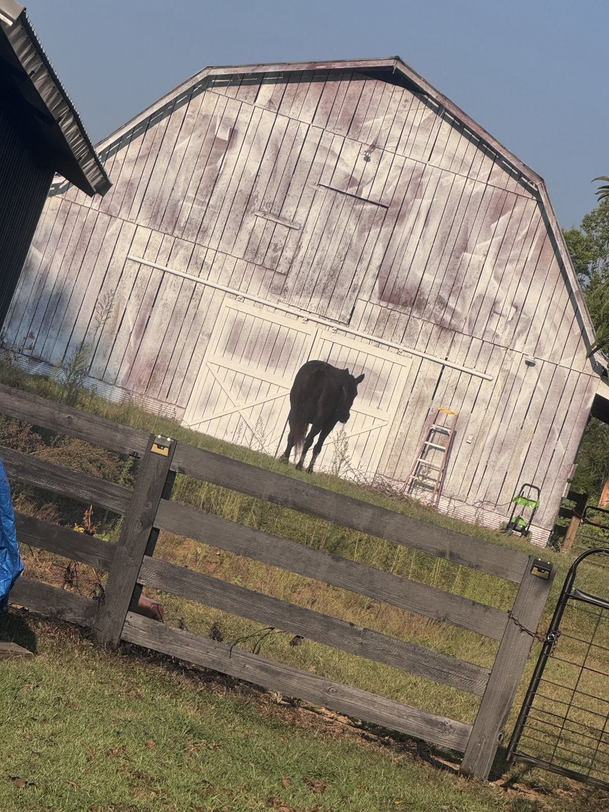 Weathered gambrel-roof barn with a mule standing by the doors behind a wood rail fence