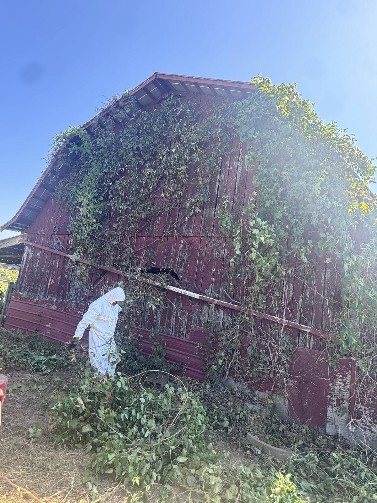 Worker in a white protective suit clearing cut vines away from the side of a red barn
