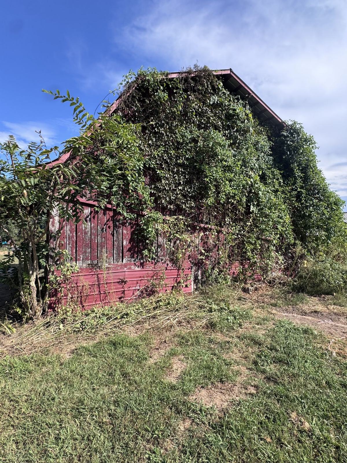 Old red barn almost completely covered in heavy vine growth